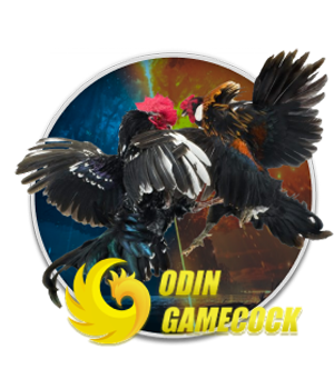 odin gamecock
